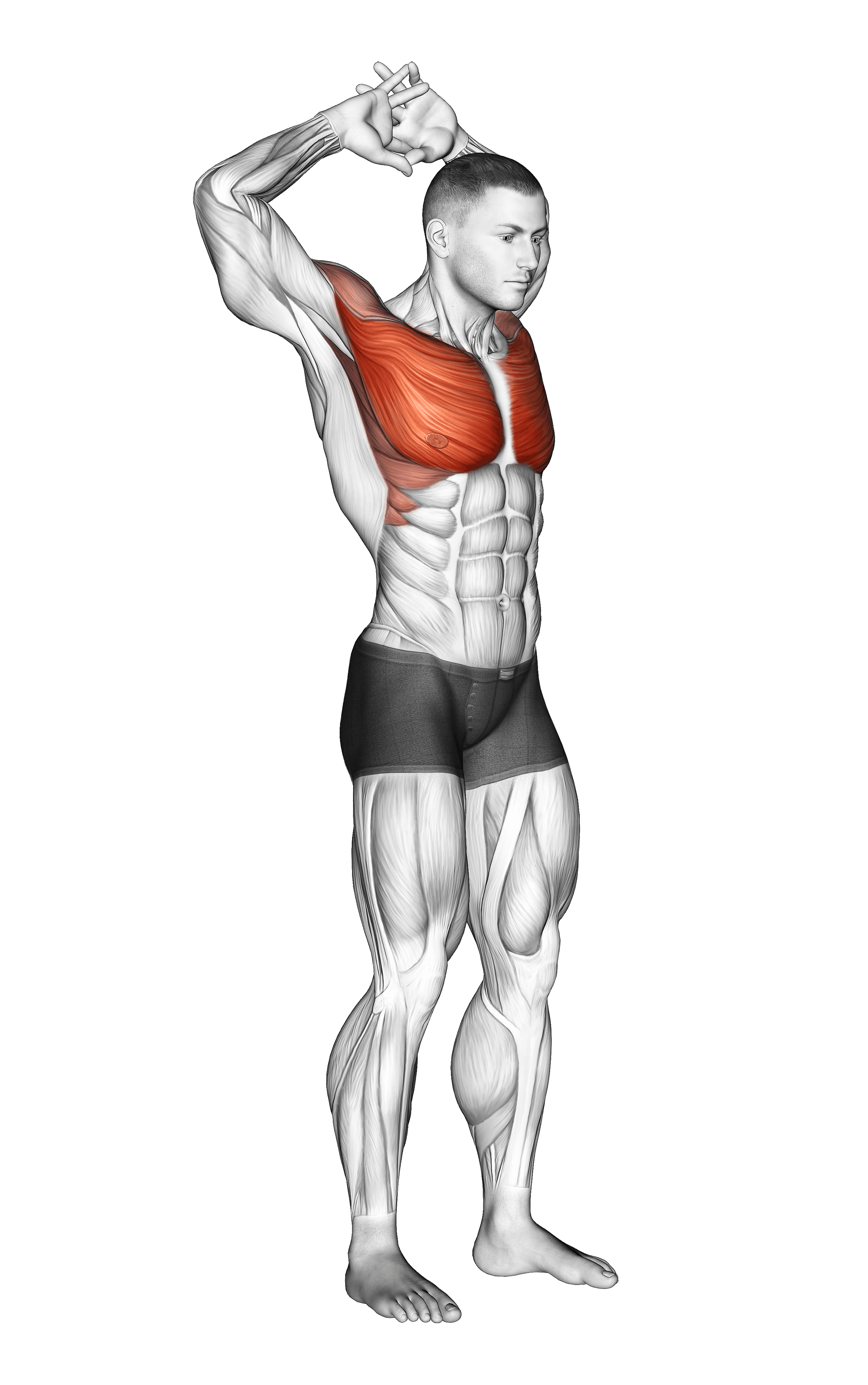 Anatomical Stretching Visualization